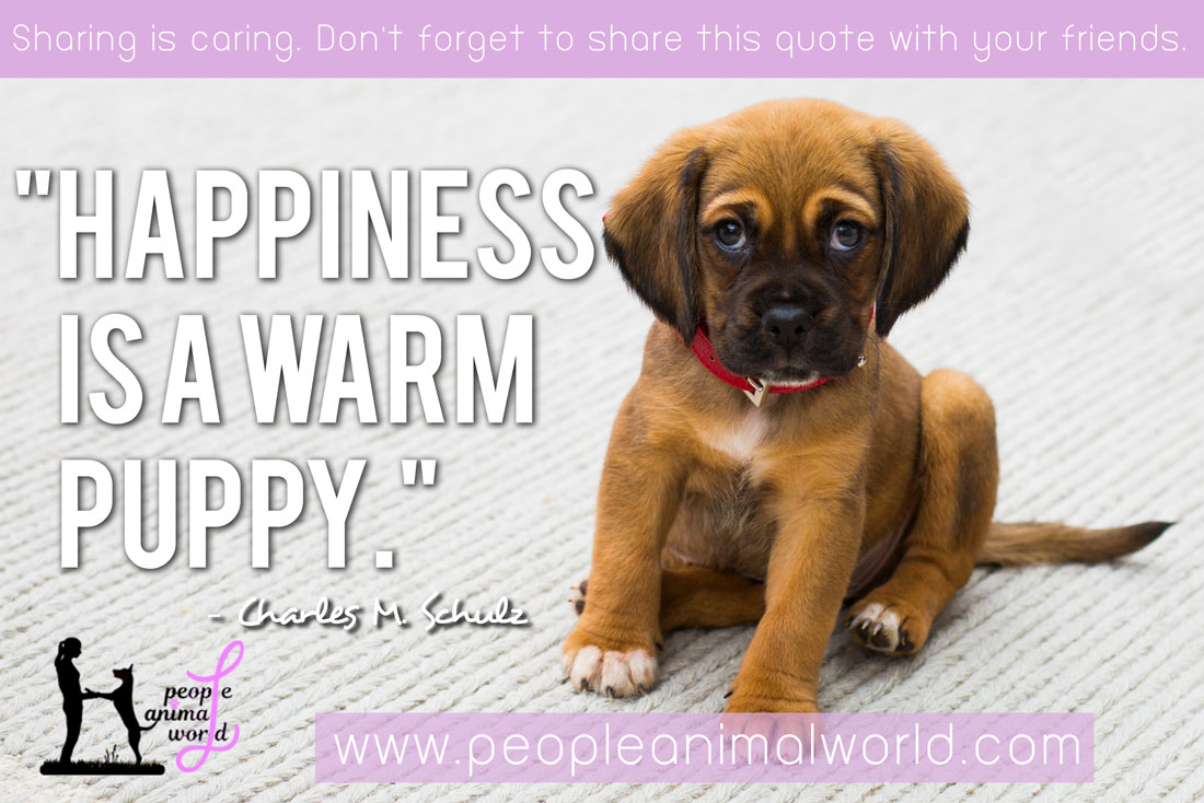 “Happiness is a warm puppy.” ― Charles M. Schulz