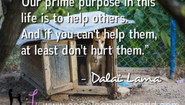 Our prime purpose in this life is to help others. And if you can’t help them, at least don’t hurt them. ― Dalai Lama
